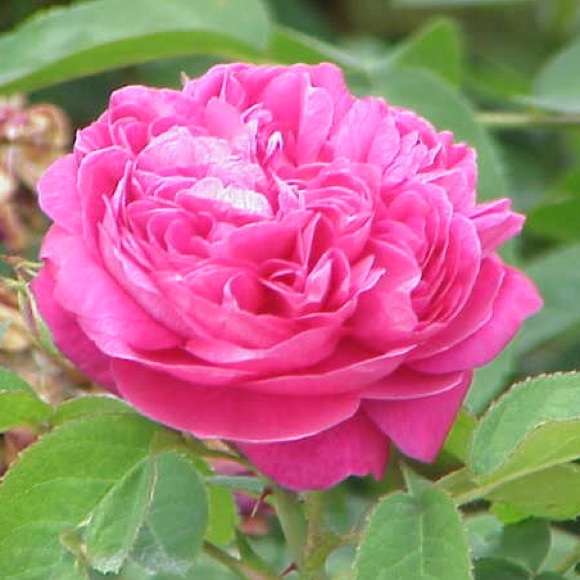 Meet your Posher, Ana - Picture 1 of 1